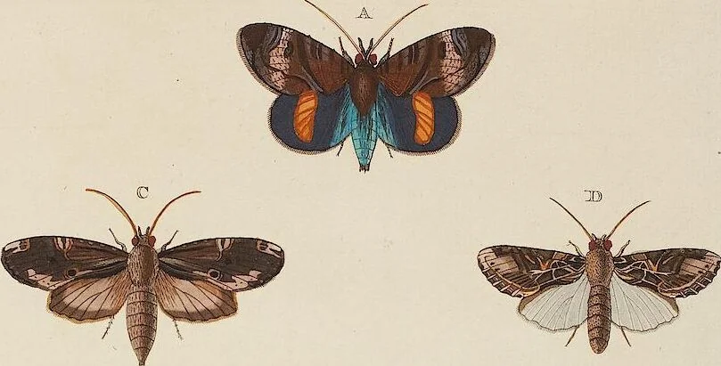 An illustration from (Band 4, Tafeln): De plaaten CCLXXXIX - CCCC, 1782, leaf 23