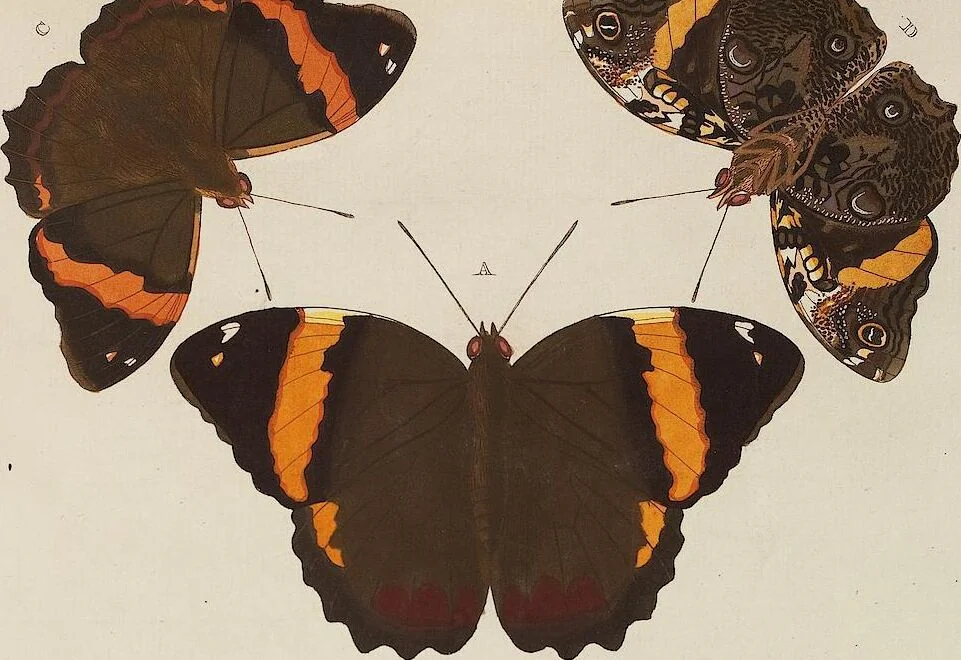 An illustration from (Band 4, Tafeln): De plaaten CCLXXXIX - CCCC, 1782, leaf 26