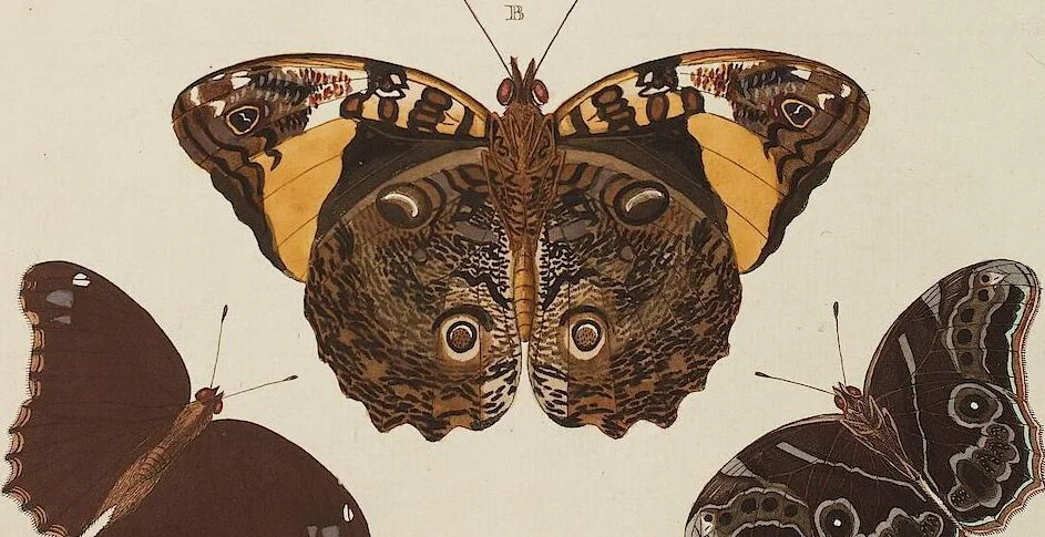 An illustration from (Band 4, Tafeln): De plaaten CCLXXXIX - CCCC, 1782, leaf 26