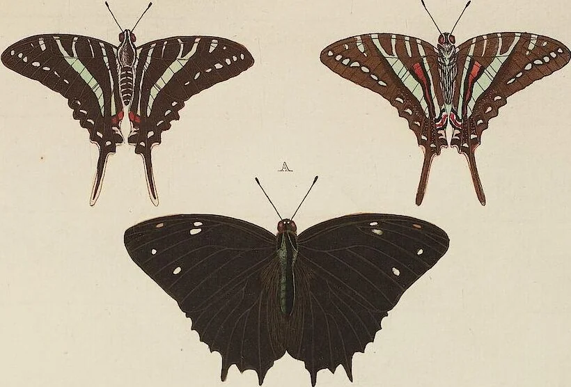 An illustration from (Band 4, Tafeln): De plaaten CCLXXXIX - CCCC, 1782, leaf 30