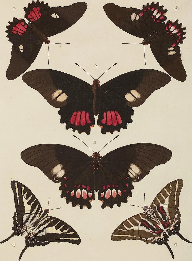 An illustration from (Band 4, Tafeln): De plaaten CCLXXXIX - CCCC, 1782, leaf 31