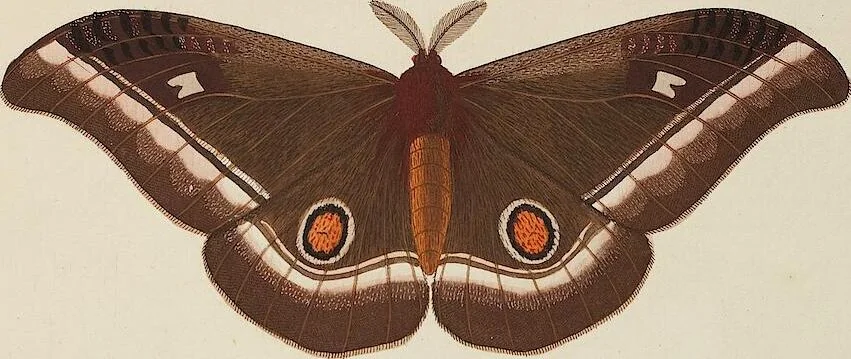 An illustration from (Band 4, Tafeln): De plaaten CCLXXXIX - CCCC, 1782, leaf 35