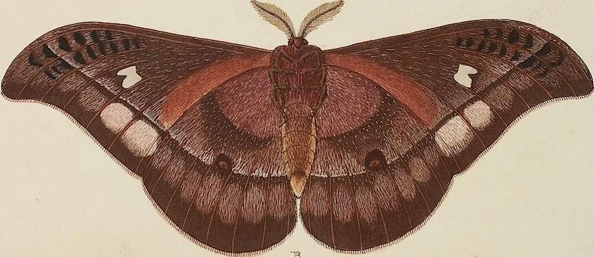 An illustration from (Band 4, Tafeln): De plaaten CCLXXXIX - CCCC, 1782, leaf 35