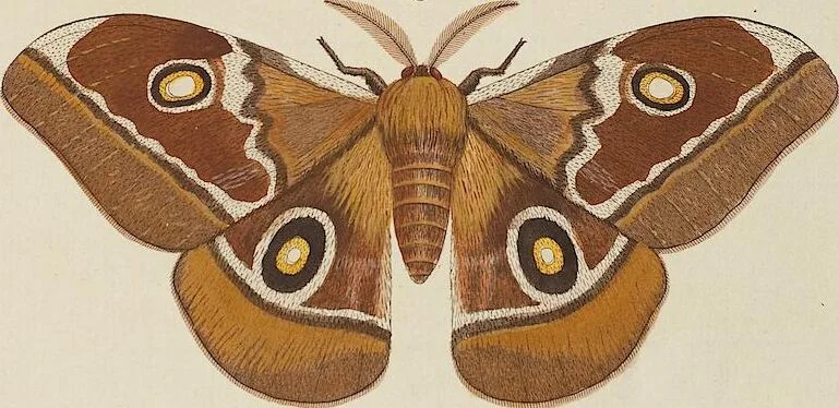 An illustration from (Band 4, Tafeln): De plaaten CCLXXXIX - CCCC, 1782, leaf 38