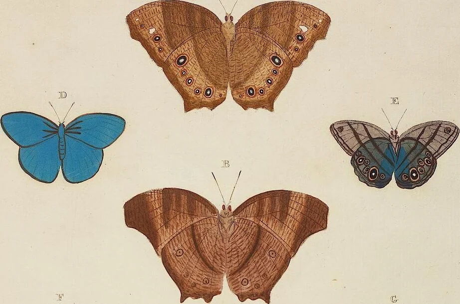An illustration from (Band 4, Tafeln): De plaaten CCLXXXIX - CCCC, 1782, leaf 5