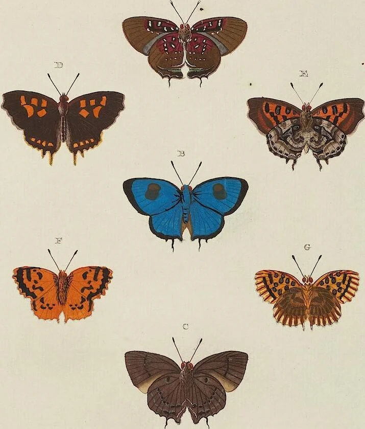 An illustration from (Band 4, Tafeln): De plaaten CCLXXXIX - CCCC, 1782, leaf 54