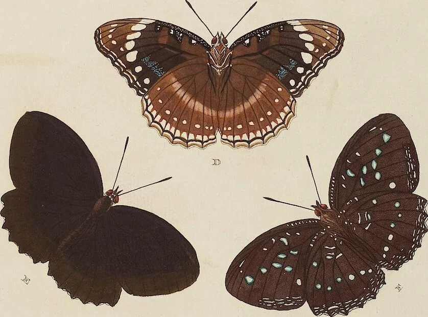 An illustration from (Band 4, Tafeln): De plaaten CCLXXXIX - CCCC, 1782, leaf 62
