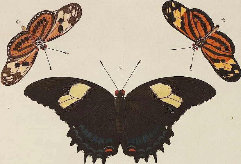 An illustration from (Band 4, Tafeln): De plaaten CCLXXXIX - CCCC, 1782, leaf 63