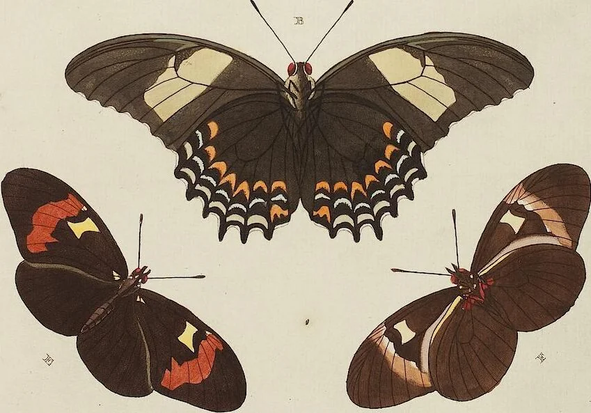 An illustration from (Band 4, Tafeln): De plaaten CCLXXXIX - CCCC, 1782, leaf 63