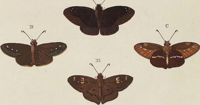 An illustration from (Band 4, Tafeln): De plaaten CCLXXXIX - CCCC, 1782, leaf 67