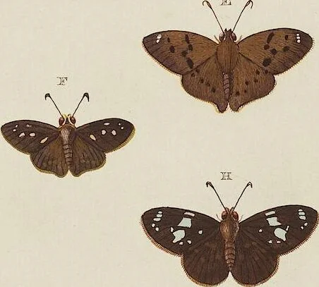 An illustration from (Band 4, Tafeln): De plaaten CCLXXXIX - CCCC, 1782, leaf 67
