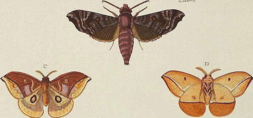 An illustration from (Band 4, Tafeln): De plaaten CCLXXXIX - CCCC, 1782, leaf 68