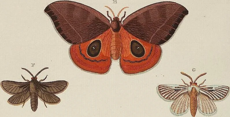 An illustration from (Band 4, Tafeln): De plaaten CCLXXXIX - CCCC, 1782, leaf 69