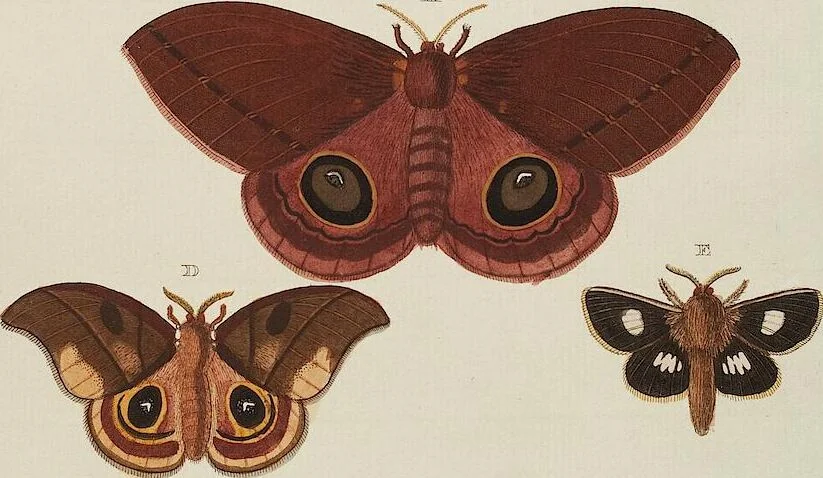 An illustration from (Band 4, Tafeln): De plaaten CCLXXXIX - CCCC, 1782, leaf 69