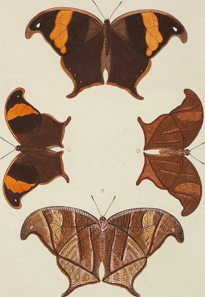 An illustration from (Band 4, Tafeln): De plaaten CCLXXXIX - CCCC, 1782, leaf 7