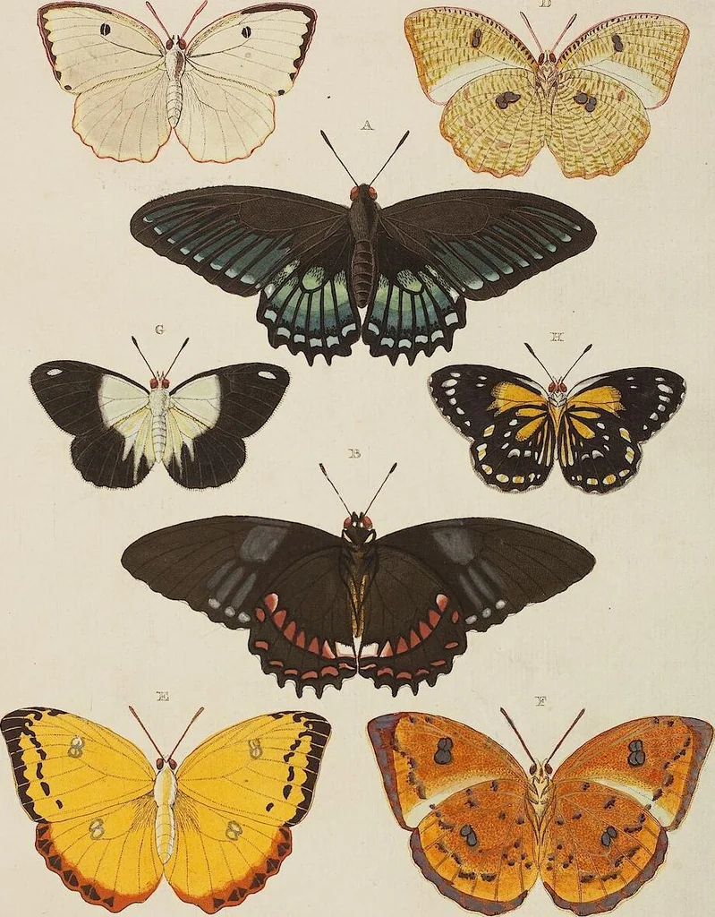 An illustration from (Band 4, Tafeln): De plaaten CCLXXXIX - CCCC, 1782, leaf 74