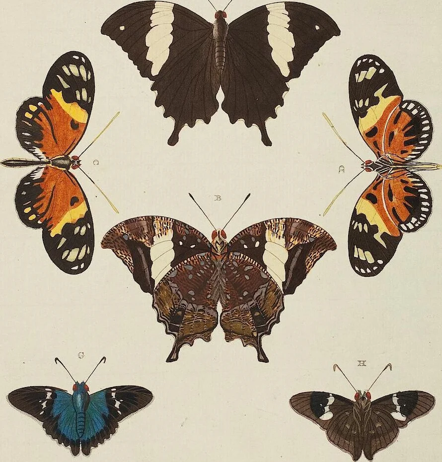 An illustration from (Band 4, Tafeln): De plaaten CCLXXXIX - CCCC, 1782, leaf 77