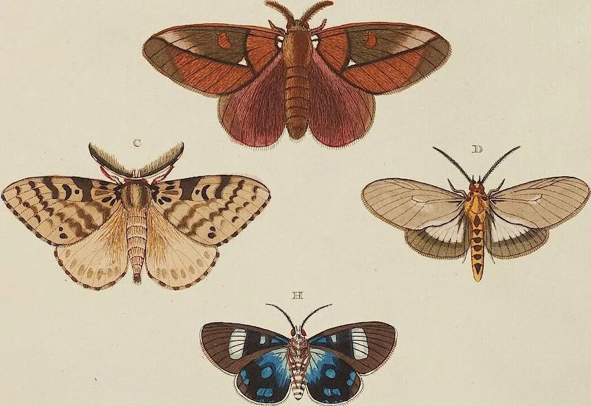 An illustration from (Band 4, Tafeln): De plaaten CCLXXXIX - CCCC, 1782, leaf 82