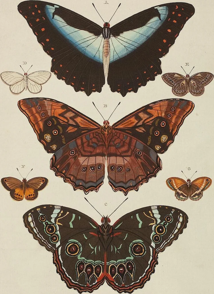 An illustration from (Band 4, Tafeln): De plaaten CCLXXXIX - CCCC, 1782, leaf 86