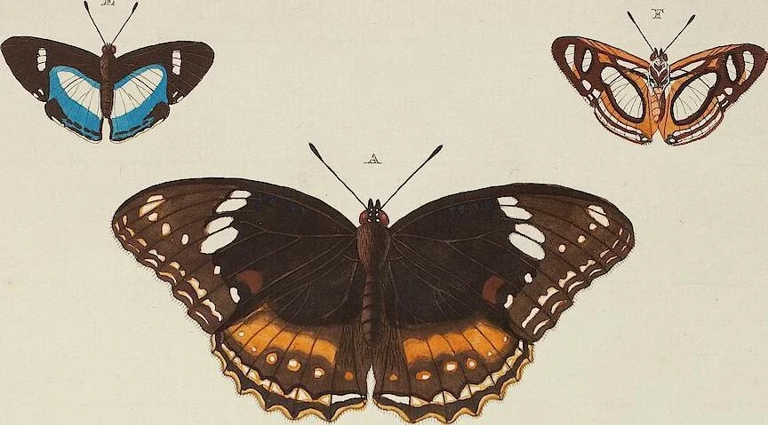 An illustration from (Band 4, Tafeln): De plaaten CCLXXXIX - CCCC, 1782, leaf 89