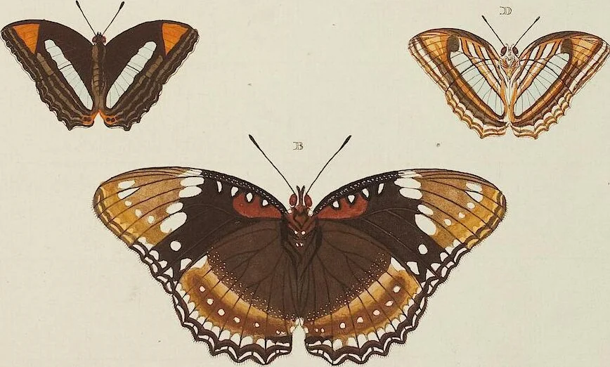 An illustration from (Band 4, Tafeln): De plaaten CCLXXXIX - CCCC, 1782, leaf 89