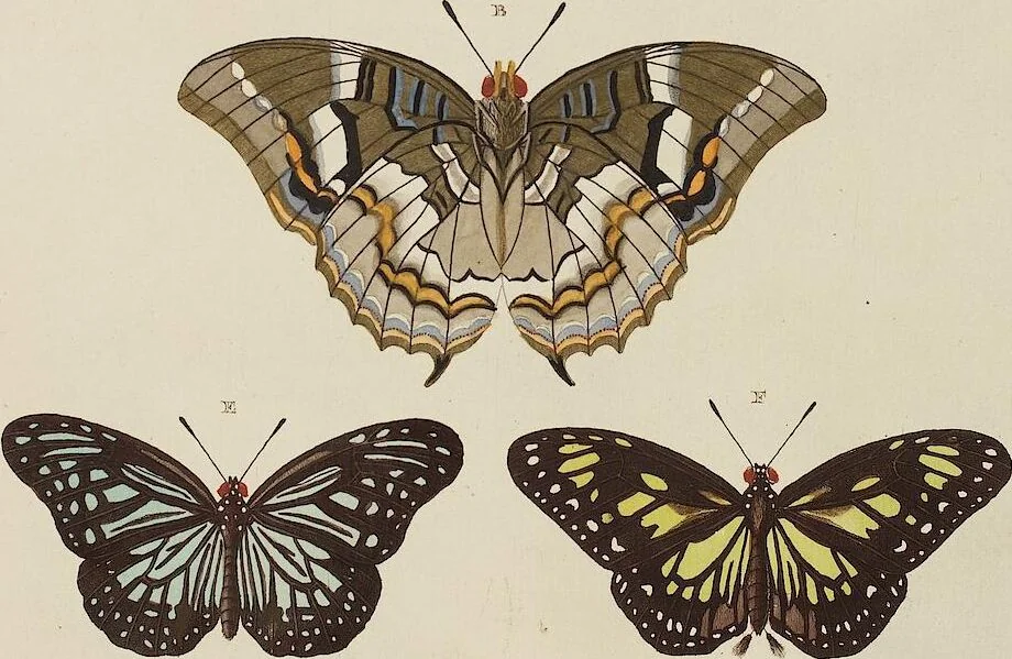 An illustration from (Band 4, Tafeln): De plaaten CCLXXXIX - CCCC, 1782, leaf 90