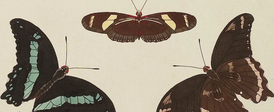 An illustration from (Band 4, Tafeln): De plaaten CCLXXXIX - CCCC, 1782, leaf 91