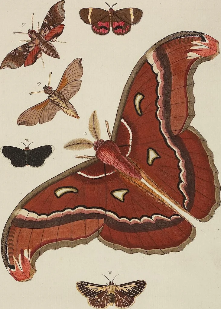 An illustration from (Band 4, Tafeln): De plaaten CCLXXXIX - CCCC, 1782, leaf 94