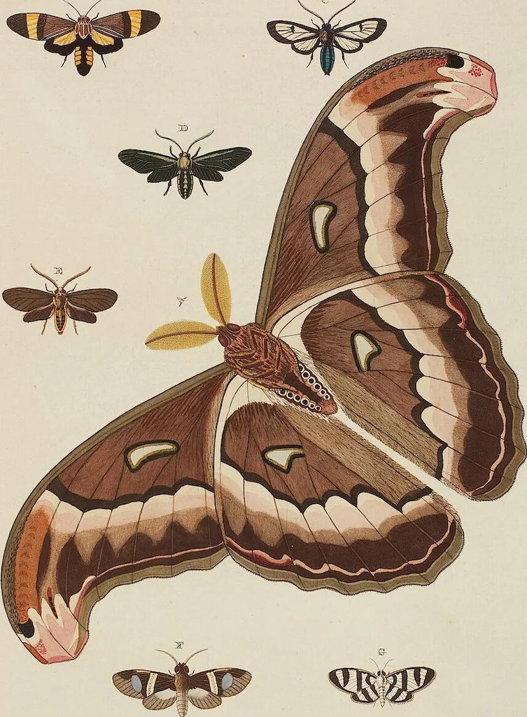 An illustration from (Band 4, Tafeln): De plaaten CCLXXXIX - CCCC, 1782, leaf 95
