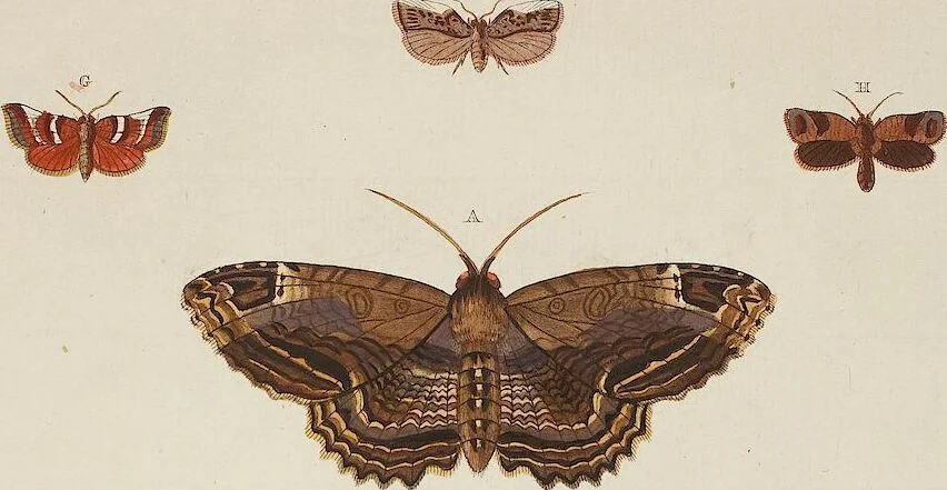 An illustration from (Band 4, Tafeln): De plaaten CCLXXXIX - CCCC, 1782, leaf 97
