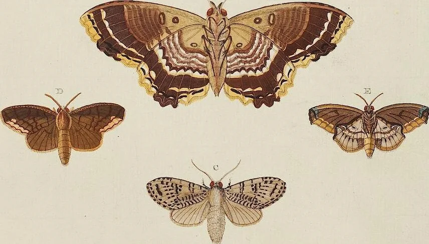 An illustration from (Band 4, Tafeln): De plaaten CCLXXXIX - CCCC, 1782, leaf 97