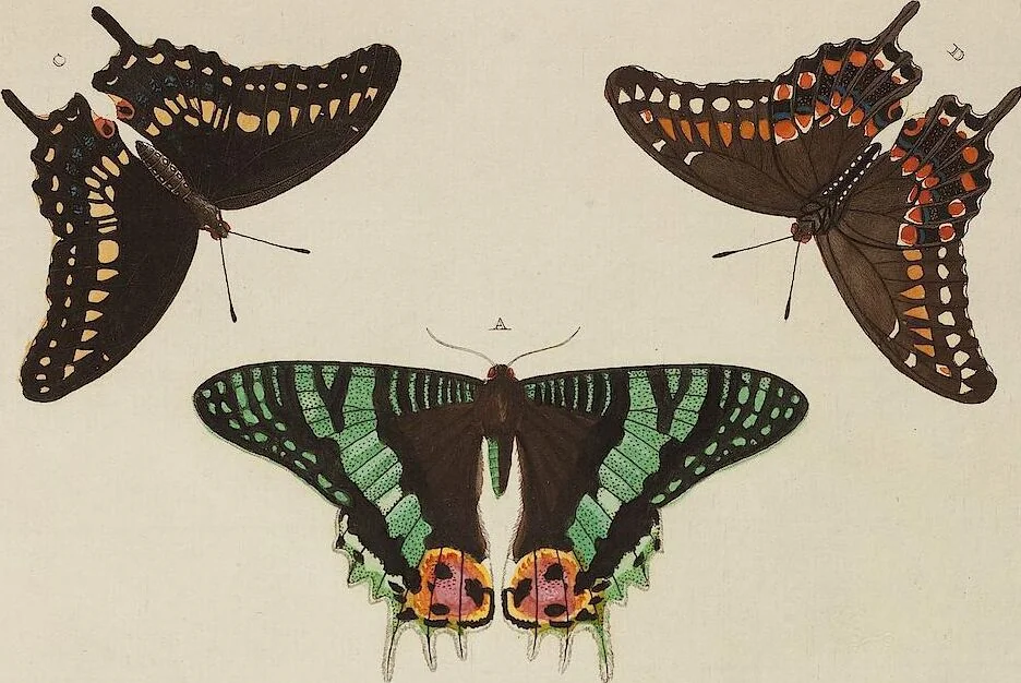 An illustration from (Band 4, Tafeln): De plaaten CCLXXXIX - CCCC, 1782, leaf 98