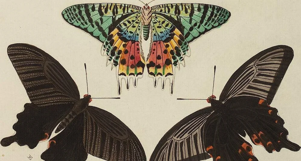 An illustration from (Band 4, Tafeln): De plaaten CCLXXXIX - CCCC, 1782, leaf 98