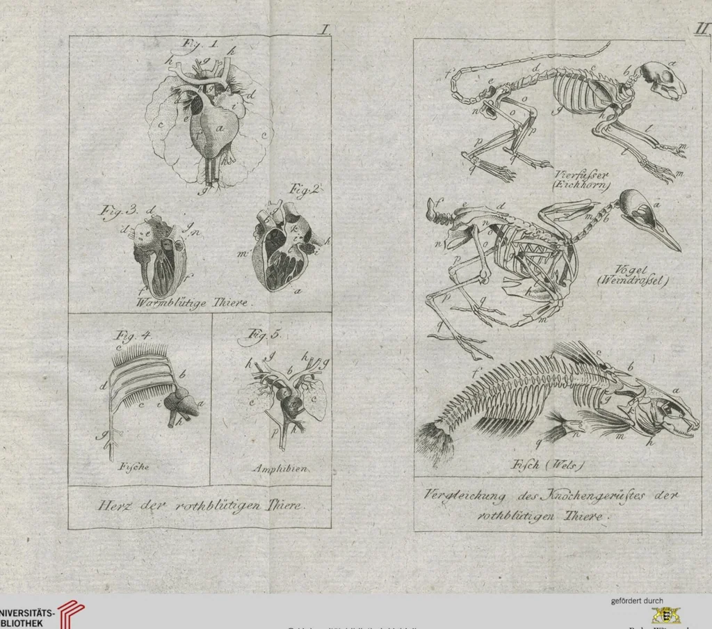 An illustration from Cüvier's Elementarischer Entwurf der Naturgeschichte der Thiere: Zwey Bände. Mit 14 Kupfern, 1800, leaf 1283