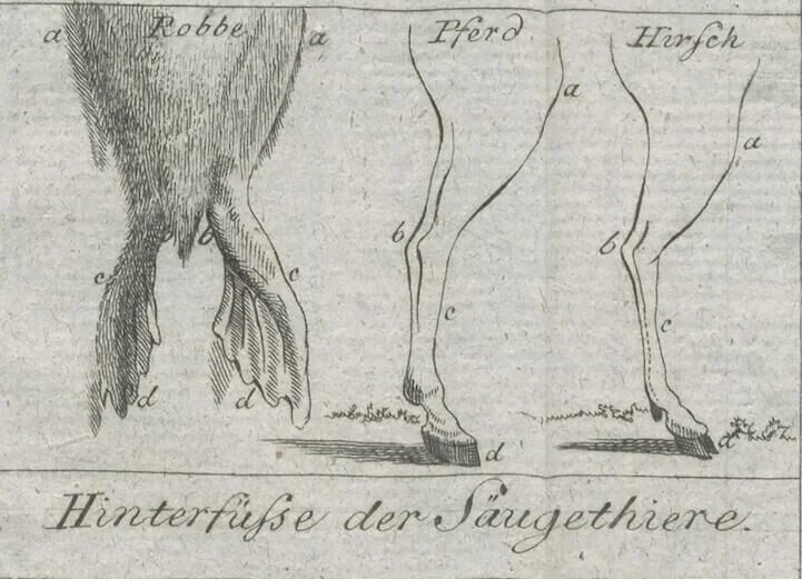 An illustration from Cüvier's Elementarischer Entwurf der Naturgeschichte der Thiere: Zwey Bände. Mit 14 Kupfern, 1800, leaf 1287