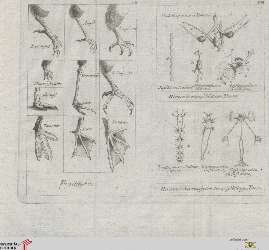 An illustration from Cüvier's Elementarischer Entwurf der Naturgeschichte der Thiere: Zwey Bände. Mit 14 Kupfern, 1800, leaf 1289