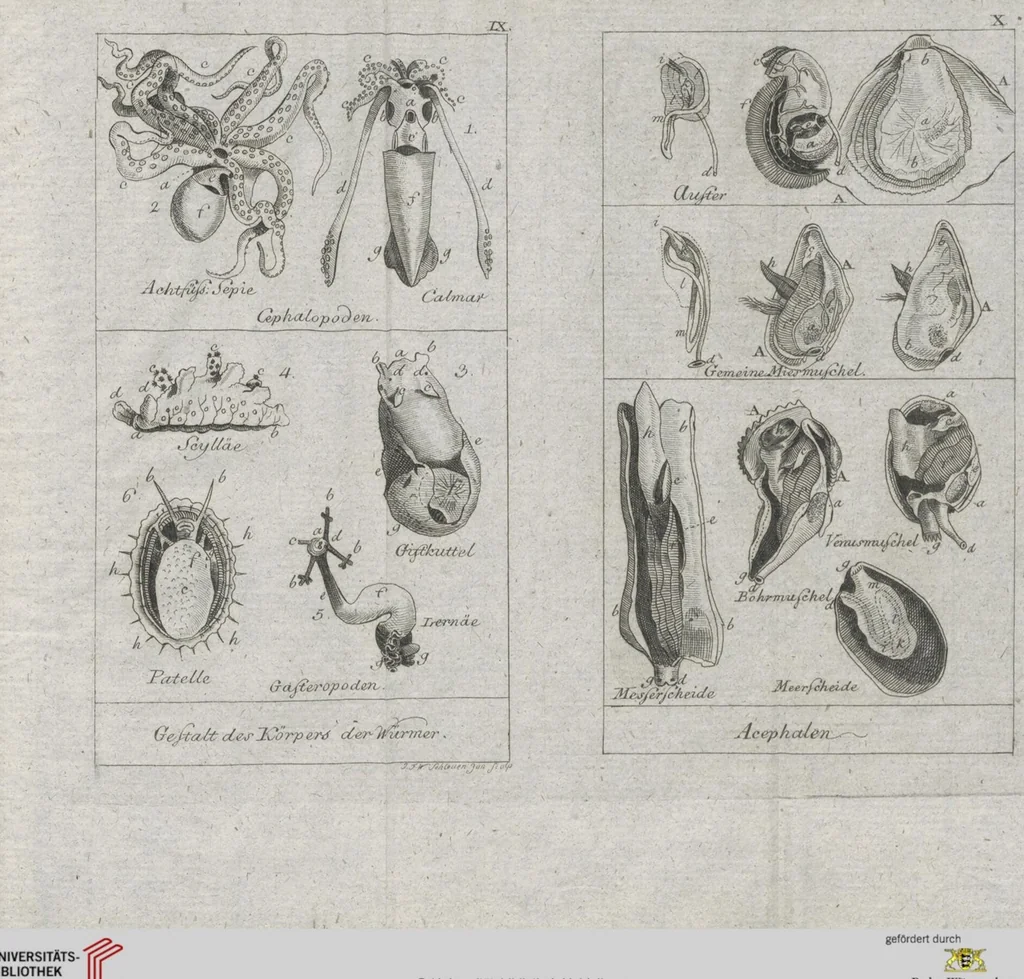 An illustration from Cüvier's Elementarischer Entwurf der Naturgeschichte der Thiere: Zwey Bände. Mit 14 Kupfern, 1800, leaf 1291
