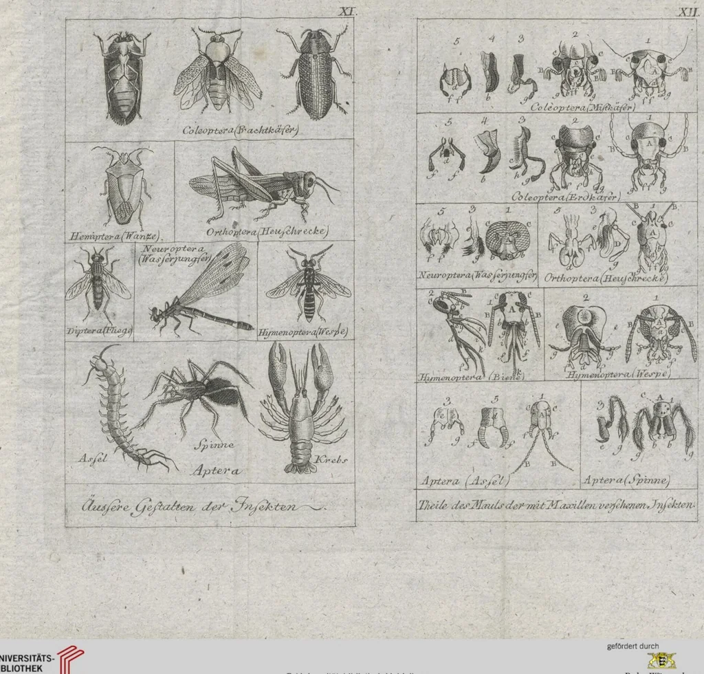 An illustration from Cüvier's Elementarischer Entwurf der Naturgeschichte der Thiere: Zwey Bände. Mit 14 Kupfern, 1800, leaf 1293