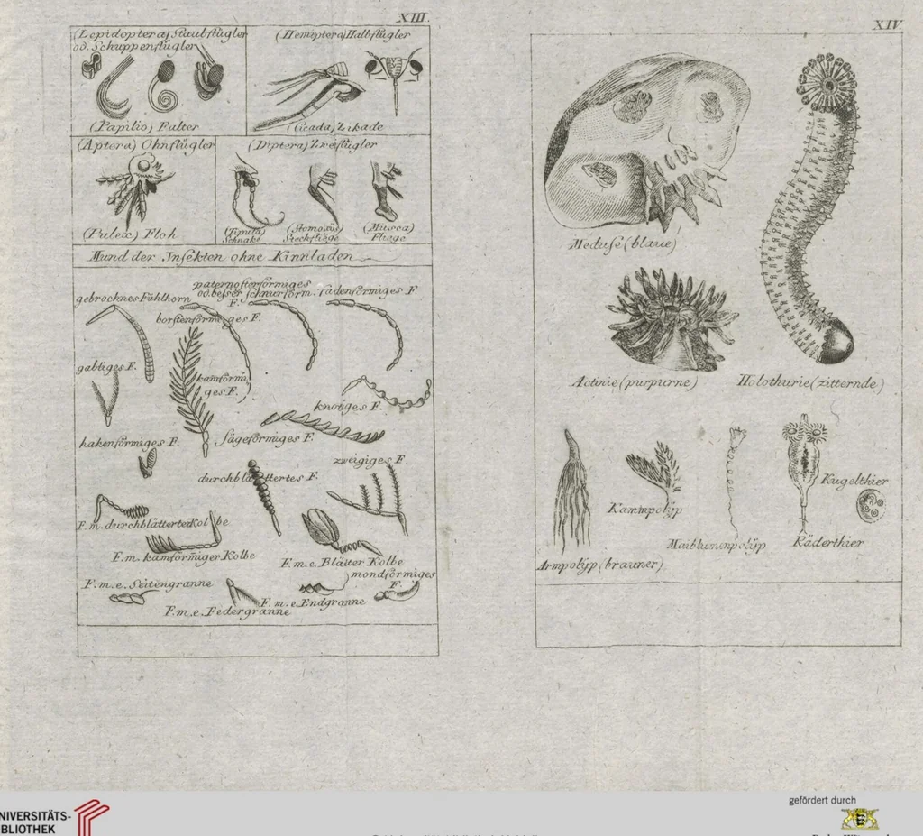 An illustration from Cüvier's Elementarischer Entwurf der Naturgeschichte der Thiere: Zwey Bände. Mit 14 Kupfern, 1800, leaf 1295
