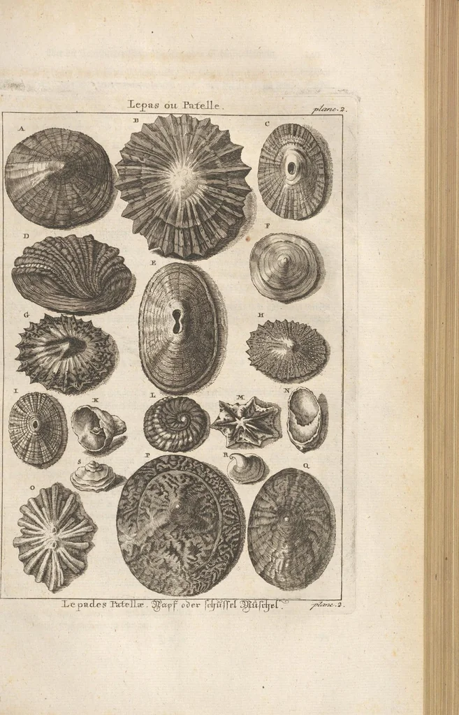 An illustration from Des Herrn Dezallier von Argenville Cammerraths und Mitglieds der königlichen Gesellschaften der Wissenschaften zu London und Montpellier Conchyliologie oder Abhandlung von den Schnecken, Muscheln und andern Schaalthieren welche in der See, in süssen Wassern und auf dem Lande gefunden werden: Nebst der Zoomorphose oder Abbildung und Beschreibung der Thiere welche die Gehäuse bewohnen ; Aus dem Französischen übersetzt und mit Anmerkungen vermehrt. Mit ein und vierzig Kupfertafeln, 1772, leaf 169