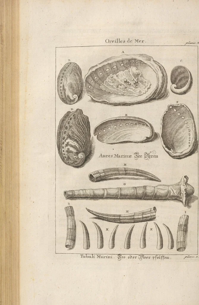 An illustration from Des Herrn Dezallier von Argenville Cammerraths und Mitglieds der königlichen Gesellschaften der Wissenschaften zu London und Montpellier Conchyliologie oder Abhandlung von den Schnecken, Muscheln und andern Schaalthieren welche in der See, in süssen Wassern und auf dem Lande gefunden werden: Nebst der Zoomorphose oder Abbildung und Beschreibung der Thiere welche die Gehäuse bewohnen ; Aus dem Französischen übersetzt und mit Anmerkungen vermehrt. Mit ein und vierzig Kupfertafeln, 1772, leaf 178