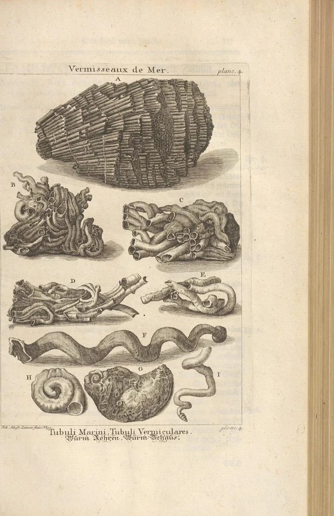 An illustration from Des Herrn Dezallier von Argenville Cammerraths und Mitglieds der königlichen Gesellschaften der Wissenschaften zu London und Montpellier Conchyliologie oder Abhandlung von den Schnecken, Muscheln und andern Schaalthieren welche in der See, in süssen Wassern und auf dem Lande gefunden werden: Nebst der Zoomorphose oder Abbildung und Beschreibung der Thiere welche die Gehäuse bewohnen ; Aus dem Französischen übersetzt und mit Anmerkungen vermehrt. Mit ein und vierzig Kupfertafeln, 1772, leaf 181