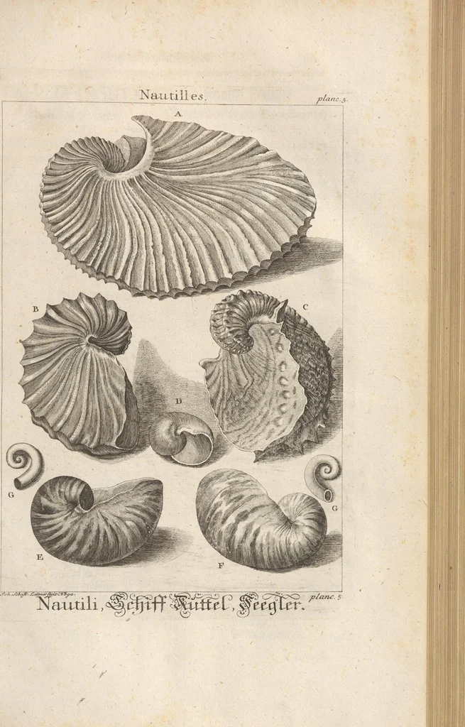 An illustration from Des Herrn Dezallier von Argenville Cammerraths und Mitglieds der königlichen Gesellschaften der Wissenschaften zu London und Montpellier Conchyliologie oder Abhandlung von den Schnecken, Muscheln und andern Schaalthieren welche in der See, in süssen Wassern und auf dem Lande gefunden werden: Nebst der Zoomorphose oder Abbildung und Beschreibung der Thiere welche die Gehäuse bewohnen ; Aus dem Französischen übersetzt und mit Anmerkungen vermehrt. Mit ein und vierzig Kupfertafeln, 1772, leaf 187
