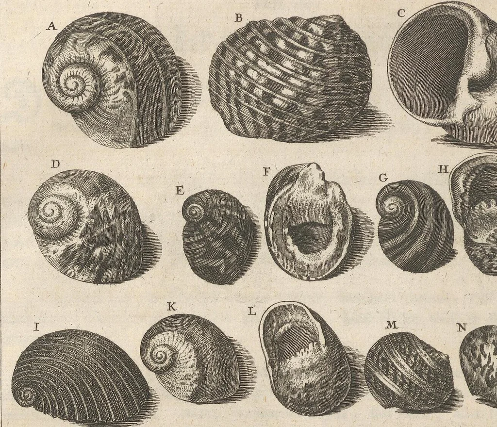 An illustration from Des Herrn Dezallier von Argenville Cammerraths und Mitglieds der königlichen Gesellschaften der Wissenschaften zu London und Montpellier Conchyliologie oder Abhandlung von den Schnecken, Muscheln und andern Schaalthieren welche in der See, in süssen Wassern und auf dem Lande gefunden werden: Nebst der Zoomorphose oder Abbildung und Beschreibung der Thiere welche die Gehäuse bewohnen ; Aus dem Französischen übersetzt und mit Anmerkungen vermehrt. Mit ein und vierzig Kupfertafeln, 1772, leaf 200