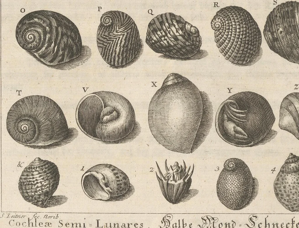 An illustration from Des Herrn Dezallier von Argenville Cammerraths und Mitglieds der königlichen Gesellschaften der Wissenschaften zu London und Montpellier Conchyliologie oder Abhandlung von den Schnecken, Muscheln und andern Schaalthieren welche in der See, in süssen Wassern und auf dem Lande gefunden werden: Nebst der Zoomorphose oder Abbildung und Beschreibung der Thiere welche die Gehäuse bewohnen ; Aus dem Französischen übersetzt und mit Anmerkungen vermehrt. Mit ein und vierzig Kupfertafeln, 1772, leaf 200