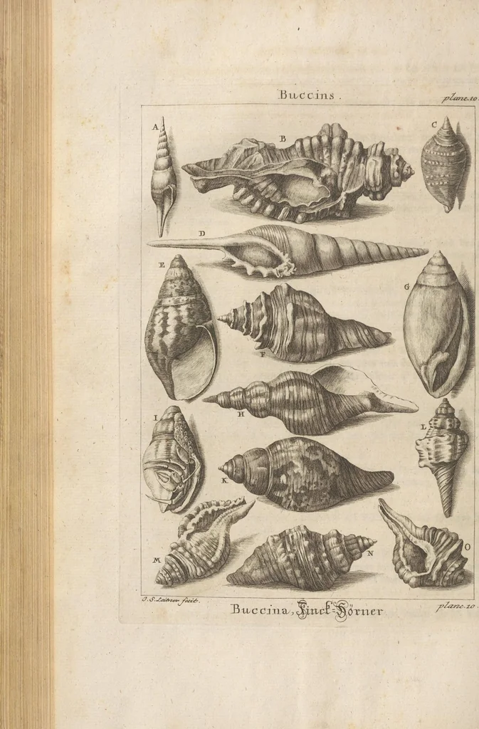 An illustration from Des Herrn Dezallier von Argenville Cammerraths und Mitglieds der königlichen Gesellschaften der Wissenschaften zu London und Montpellier Conchyliologie oder Abhandlung von den Schnecken, Muscheln und andern Schaalthieren welche in der See, in süssen Wassern und auf dem Lande gefunden werden: Nebst der Zoomorphose oder Abbildung und Beschreibung der Thiere welche die Gehäuse bewohnen ; Aus dem Französischen übersetzt und mit Anmerkungen vermehrt. Mit ein und vierzig Kupfertafeln, 1772, leaf 222