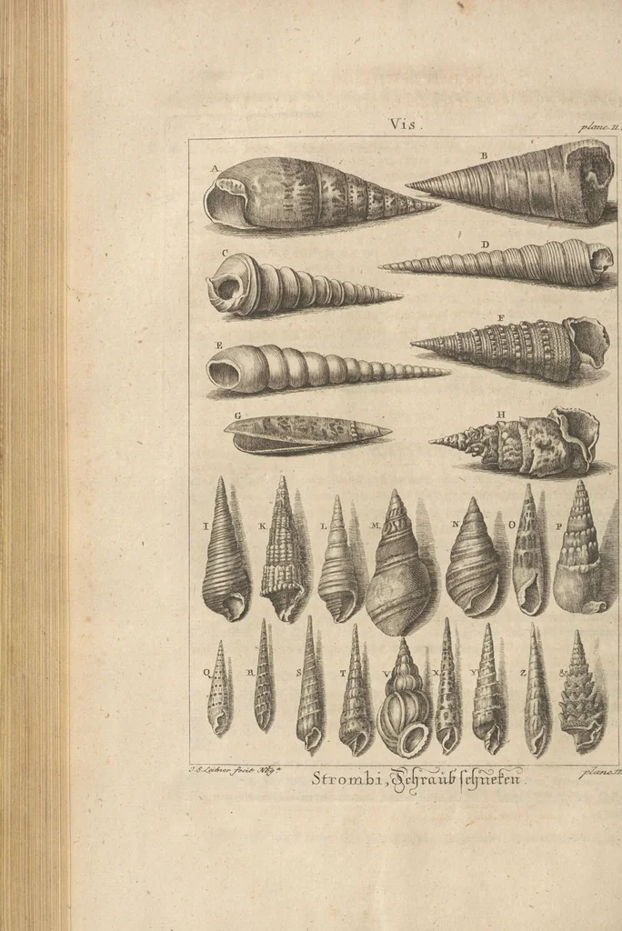 An illustration from Des Herrn Dezallier von Argenville Cammerraths und Mitglieds der königlichen Gesellschaften der Wissenschaften zu London und Montpellier Conchyliologie oder Abhandlung von den Schnecken, Muscheln und andern Schaalthieren welche in der See, in süssen Wassern und auf dem Lande gefunden werden: Nebst der Zoomorphose oder Abbildung und Beschreibung der Thiere welche die Gehäuse bewohnen ; Aus dem Französischen übersetzt und mit Anmerkungen vermehrt. Mit ein und vierzig Kupfertafeln, 1772, leaf 230