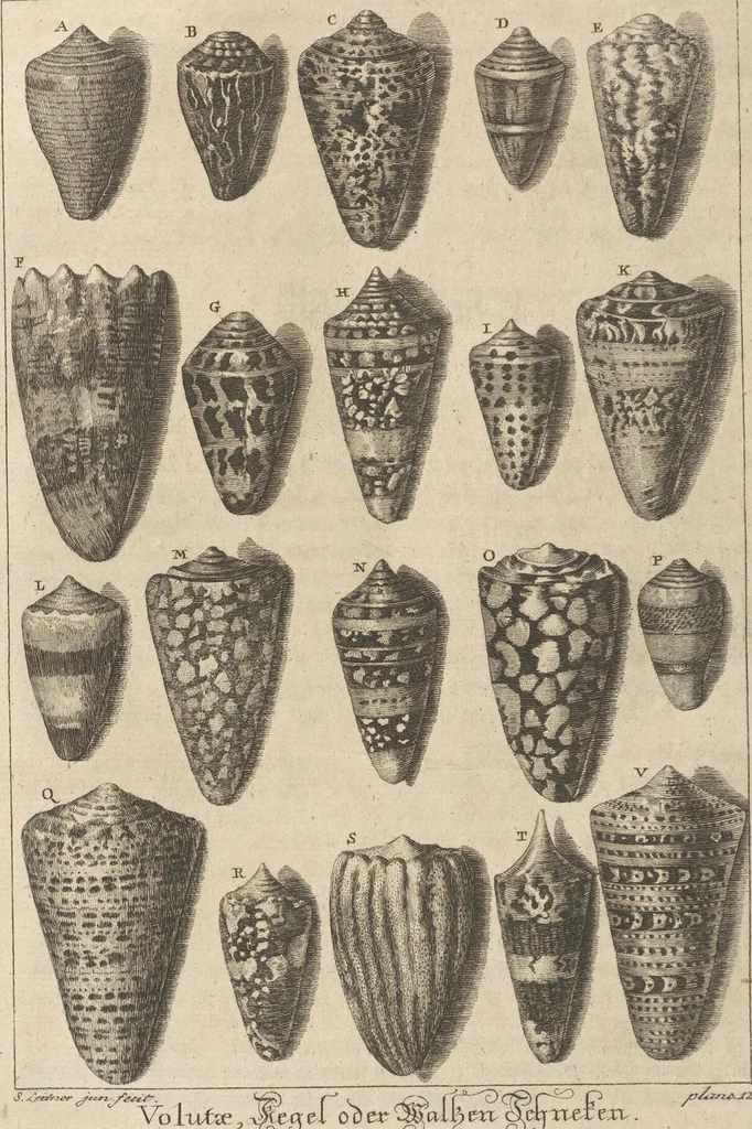 An illustration from Des Herrn Dezallier von Argenville Cammerraths und Mitglieds der königlichen Gesellschaften der Wissenschaften zu London und Montpellier Conchyliologie oder Abhandlung von den Schnecken, Muscheln und andern Schaalthieren welche in der See, in süssen Wassern und auf dem Lande gefunden werden: Nebst der Zoomorphose oder Abbildung und Beschreibung der Thiere welche die Gehäuse bewohnen ; Aus dem Französischen übersetzt und mit Anmerkungen vermehrt. Mit ein und vierzig Kupfertafeln, 1772, leaf 238