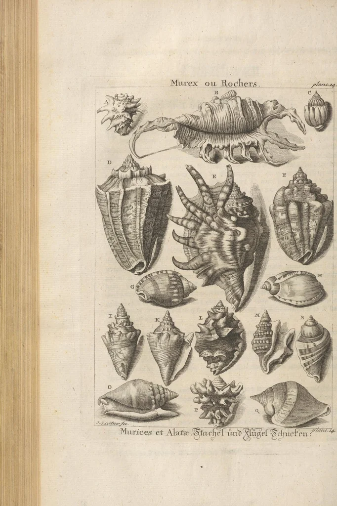 An illustration from Des Herrn Dezallier von Argenville Cammerraths und Mitglieds der königlichen Gesellschaften der Wissenschaften zu London und Montpellier Conchyliologie oder Abhandlung von den Schnecken, Muscheln und andern Schaalthieren welche in der See, in süssen Wassern und auf dem Lande gefunden werden: Nebst der Zoomorphose oder Abbildung und Beschreibung der Thiere welche die Gehäuse bewohnen ; Aus dem Französischen übersetzt und mit Anmerkungen vermehrt. Mit ein und vierzig Kupfertafeln, 1772, leaf 254