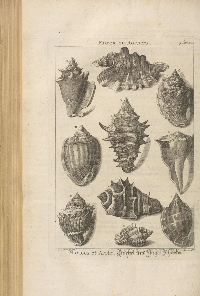 An illustration from Des Herrn Dezallier von Argenville Cammerraths und Mitglieds der königlichen Gesellschaften der Wissenschaften zu London und Montpellier Conchyliologie oder Abhandlung von den Schnecken, Muscheln und andern Schaalthieren welche in der See, in süssen Wassern und auf dem Lande gefunden werden: Nebst der Zoomorphose oder Abbildung und Beschreibung der Thiere welche die Gehäuse bewohnen ; Aus dem Französischen übersetzt und mit Anmerkungen vermehrt. Mit ein und vierzig Kupfertafeln, 1772, leaf 258
